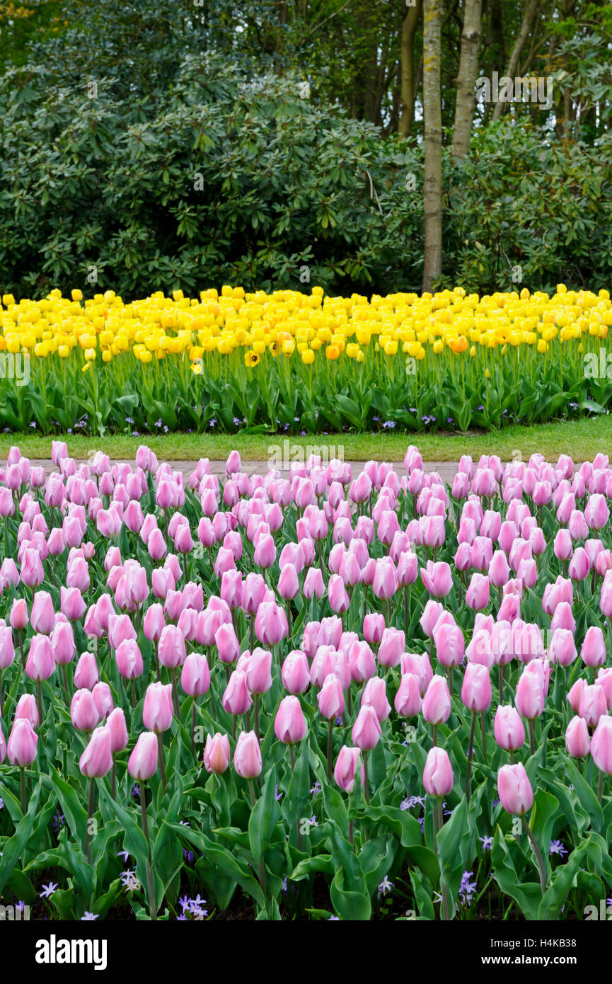 Farbenfrohe Frische Reihen von Tulpen im Garten der Keukenhof in Lisse, Holland, Niederlande. Stockfoto