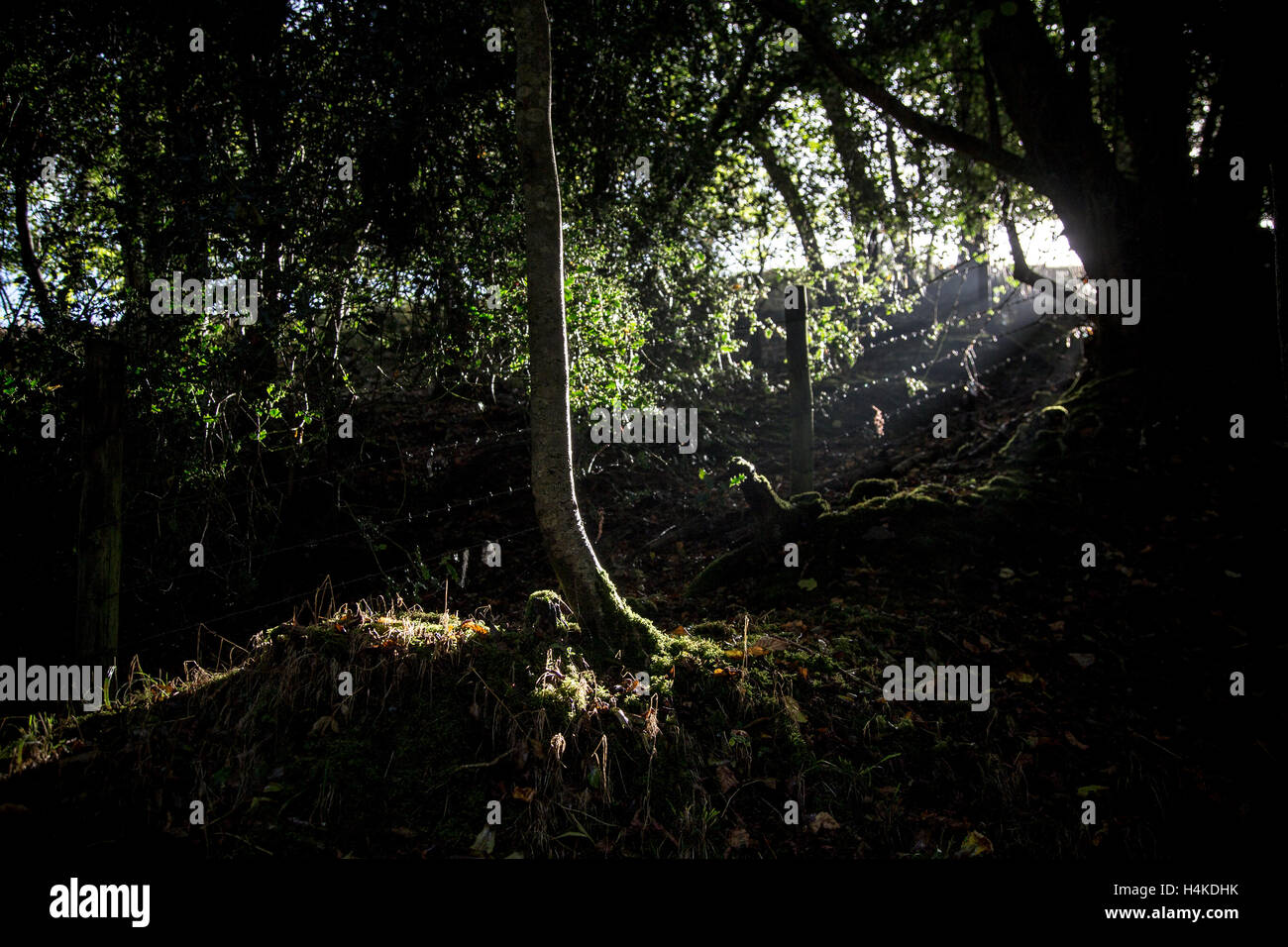 Devon copse im Herbst, Dickicht, Stacheldraht, weg, weg, weg, weg, weg, weg, weg, Kurs Stockfoto