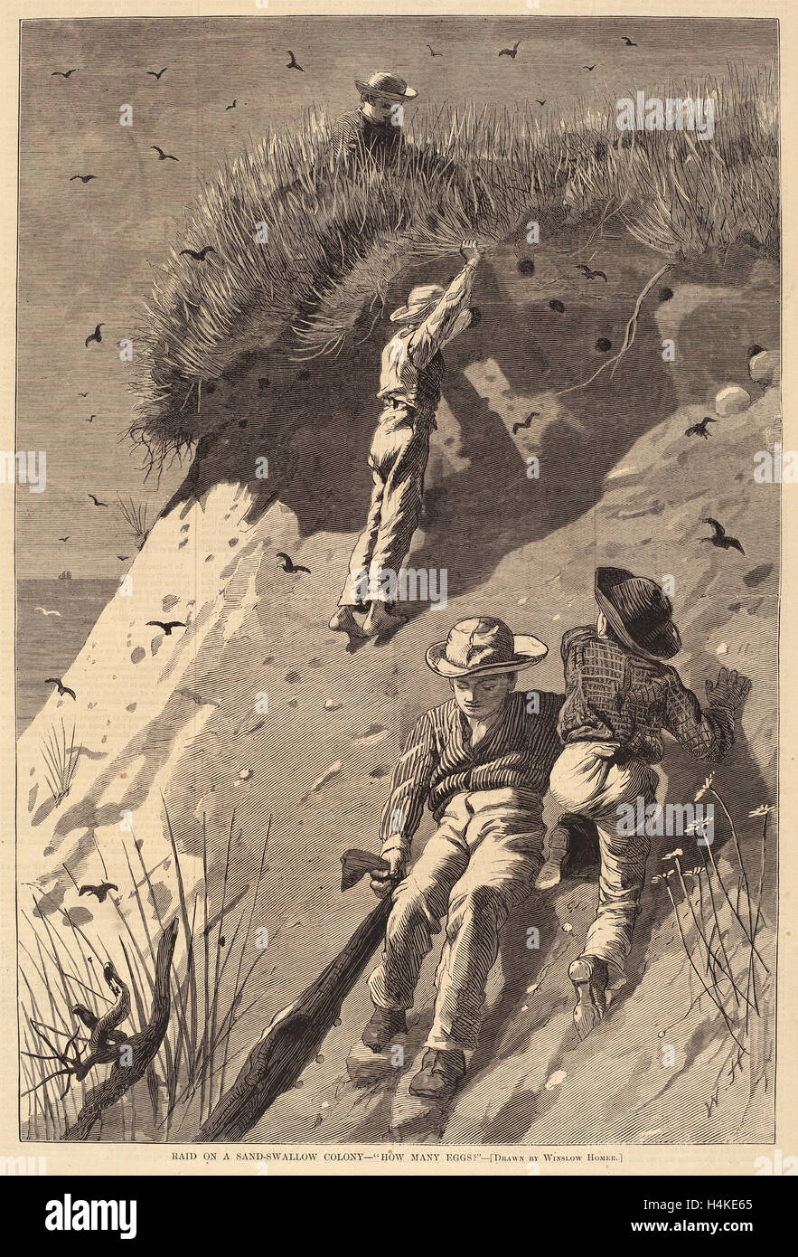 Edward Lagarde (amerikanisch, 19. Jahrhundert) nach Winslow Homer, Raid auf einem Sand-Schwalbe Kolonie - "Wie viele Eizellen?", aktive c. 1873 Stockfoto