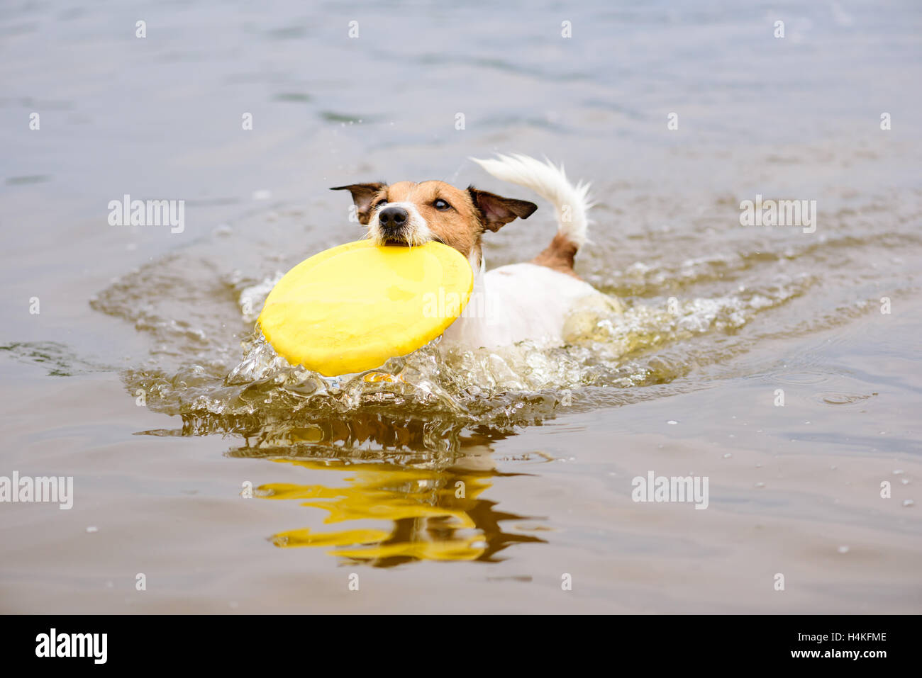 Hund im Wasser holen Kunststoffscheibe in Mund laufen Stockfoto