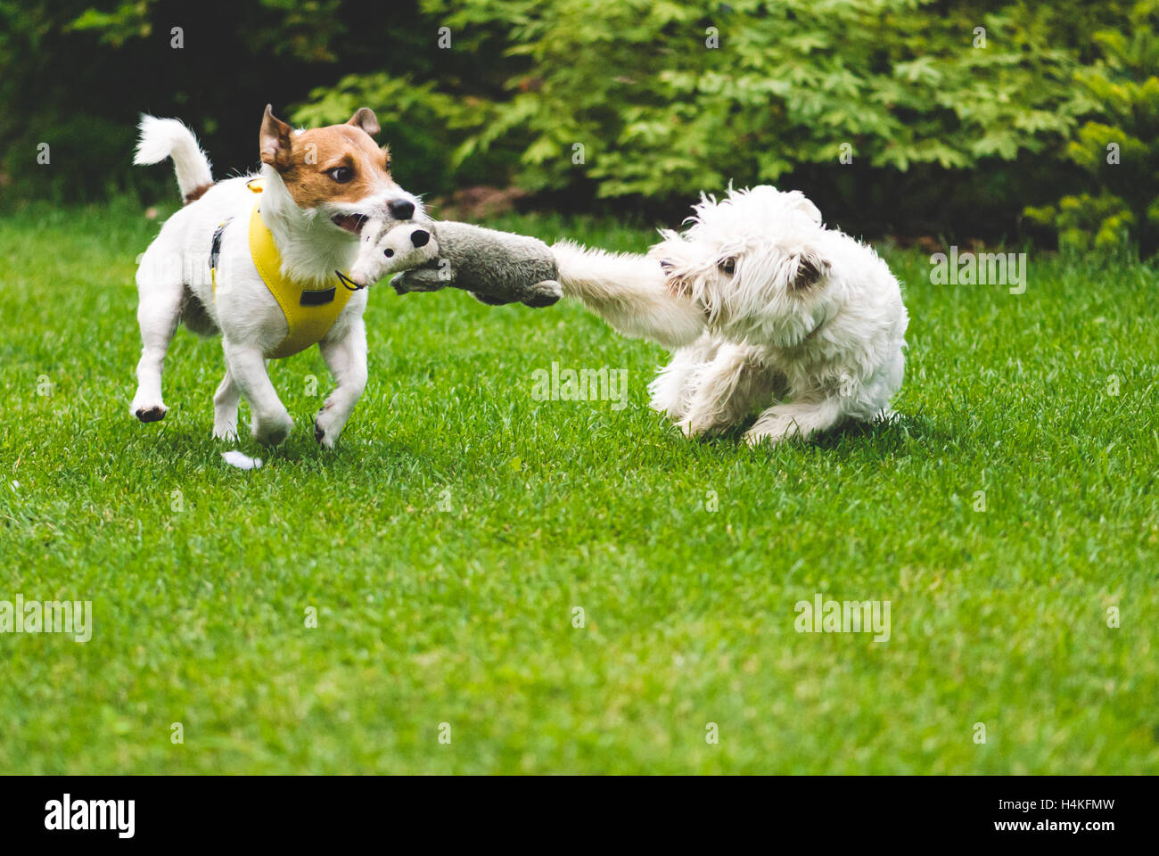 Zwei Hunde spielen Tauziehen mit einem Spielzeug Stockfoto