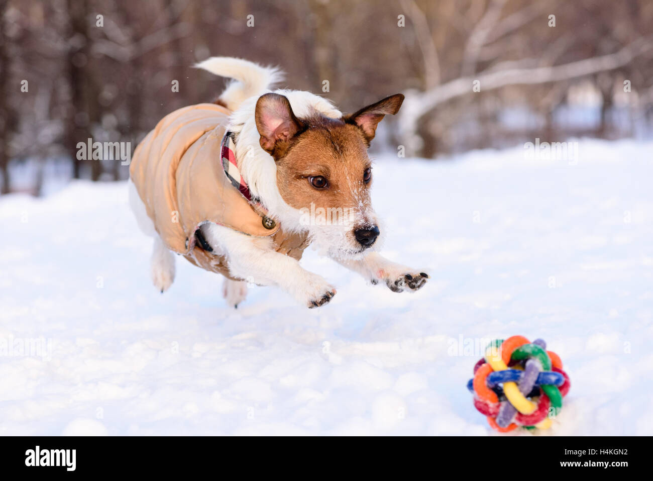 Hund springt auf ein Spielzeug Stockfoto