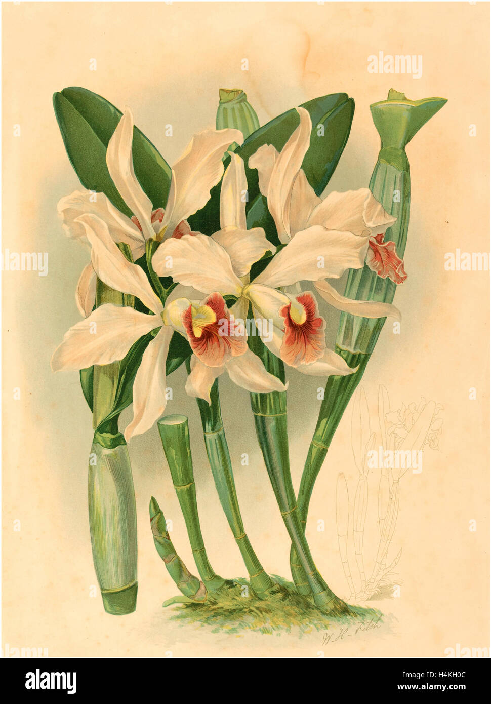 Joseph Mansell nach Walter Kapuze Fitch (britische aktiv aus dem 19. Jahrhundert), Laelia Euspatha Farblithographie Stockfoto