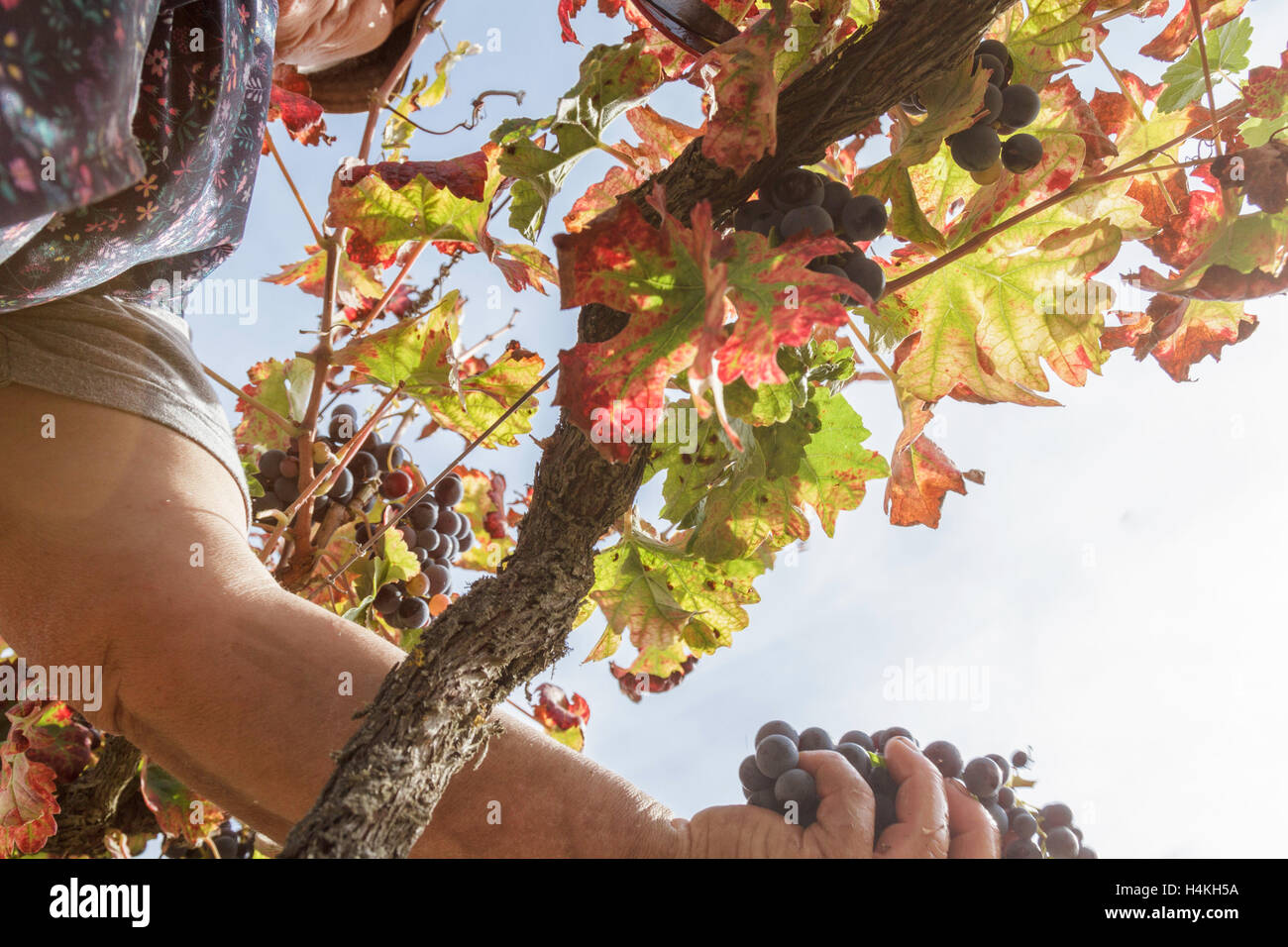 Frau Kommissionierung schwarzen Trauben - niedrigen Winkel - Weinlese - Serra Da Estrela, Portugal Stockfoto