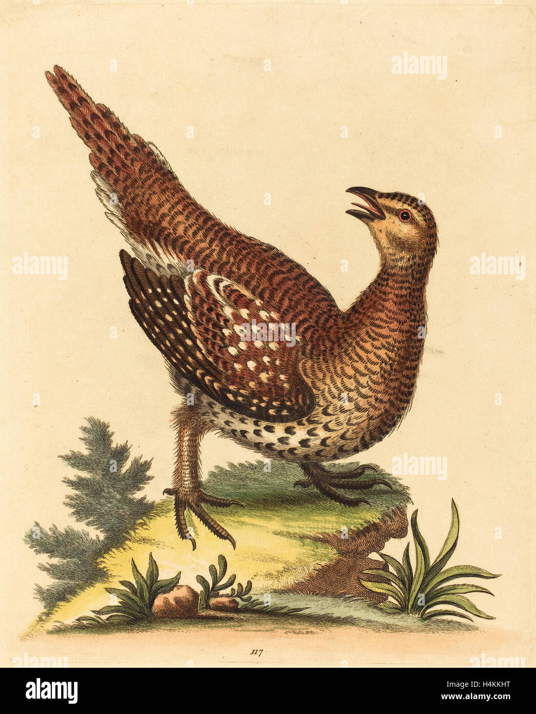 George Edwards (Englisch, 1694-1773), braun gesprenkelte Vogel, handkolorierten Radierung auf Bütten Stockfoto