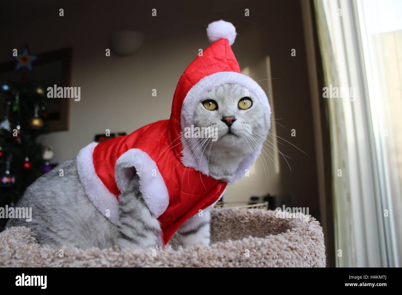 Britisch Kurzhaar Katze in Santa outfit Stockfoto