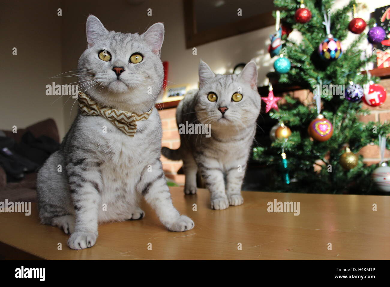 Zwei Britisch Kurzhaar-Katzen mit einem Weihnachtsbaum Stockfoto