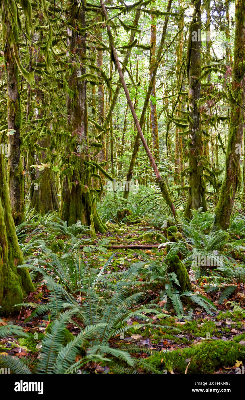 Gemäßigten Regenwald, Paradise Valley, Great Bear Rainforest, Squamish, British Columbia, Kanada Stockfoto