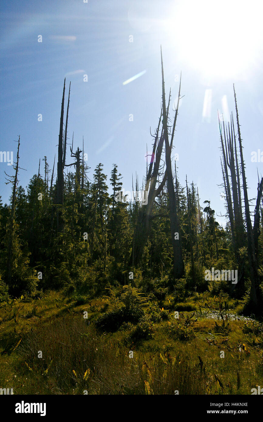 Torfmoor. Kormoran-Insel. Vancouver Island. Britisch-Kolumbien. Kanada Stockfoto