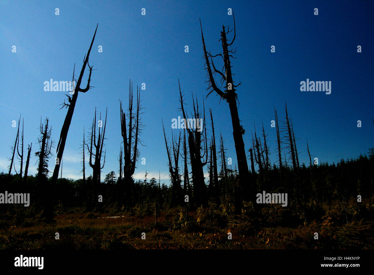 Torfmoor. Kormoran-Insel. Vancouver Island. Britisch-Kolumbien. Kanada Stockfoto