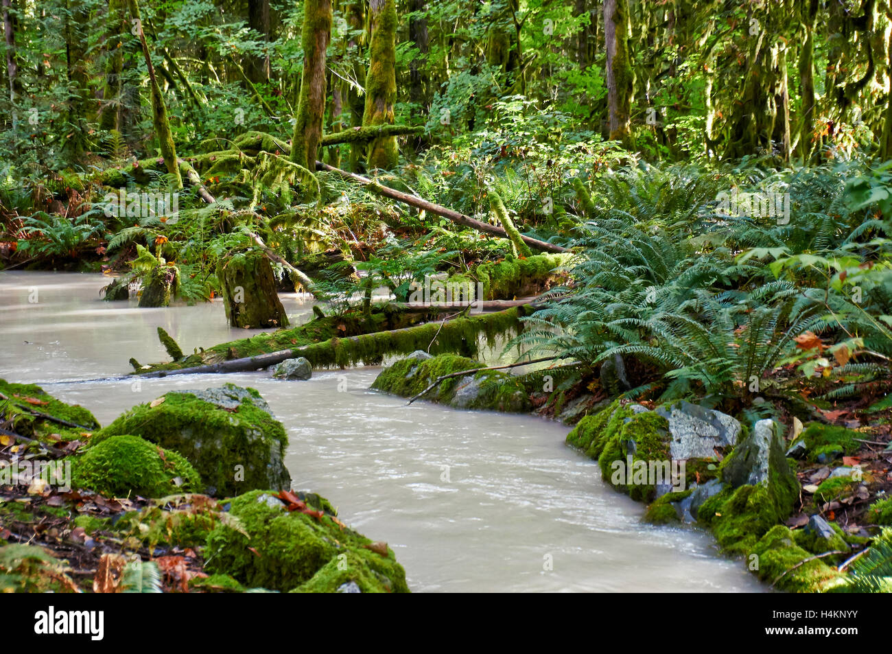 milchige Fluss im Great Bear Rainforest, Paradise Valley, gemäßigten Regenwald, Squamish, British Columbia, Kanada Stockfoto
