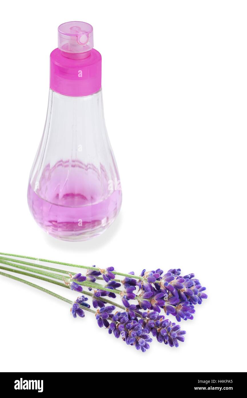 Lavendel Blume mit Spender isoliert auf weiss Stockfoto