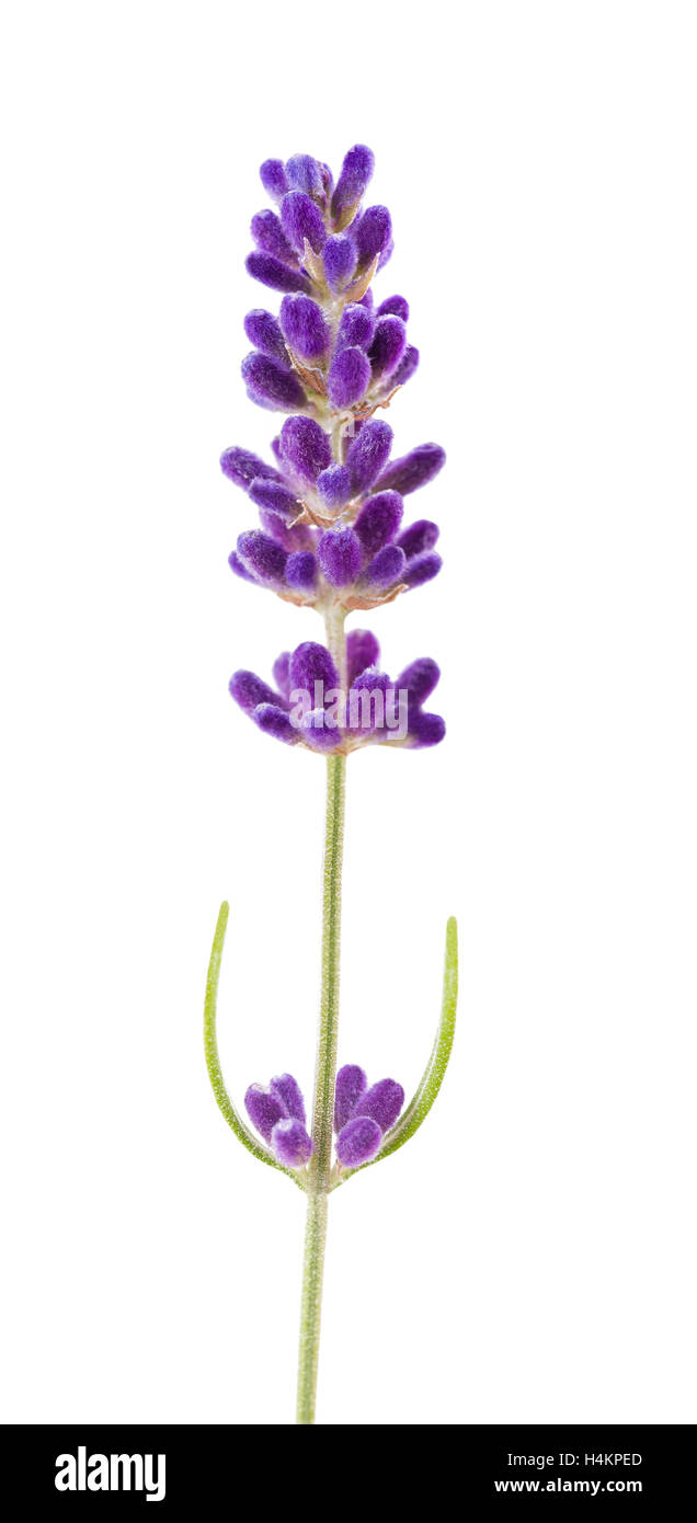 Lavendel Blume isoliert auf weiss Stockfoto