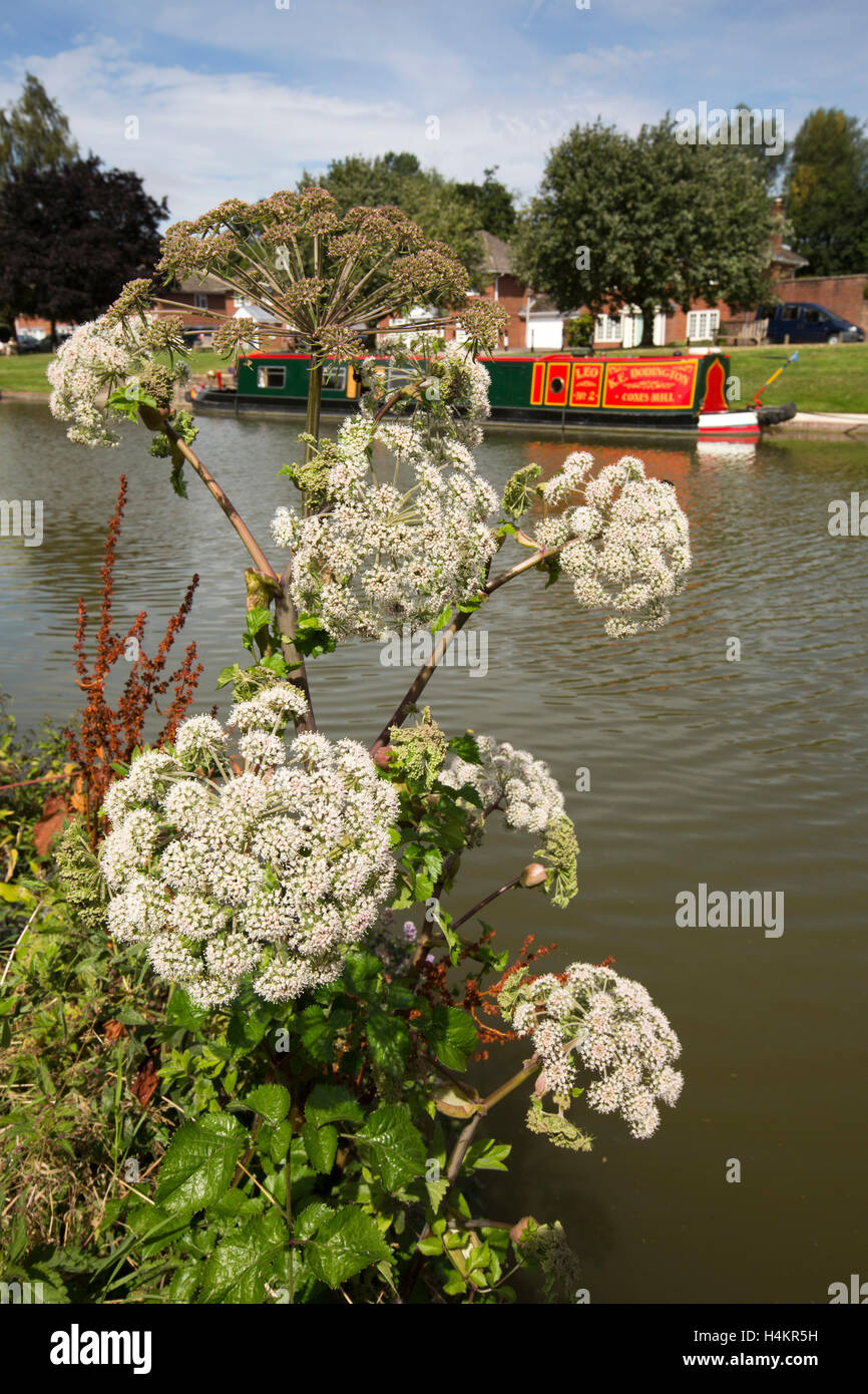 England, Berkshire, Hungerford, wilde Kuh Petersilie blüht Anthriscus Sylvestris neben Kennet und Avon Kanal Stockfoto