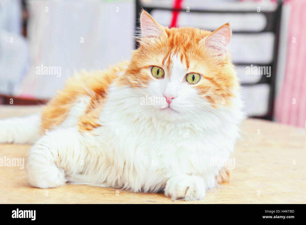 Ziemlich Erwachsene Wunder rote Katze auf Holztisch Stockfoto