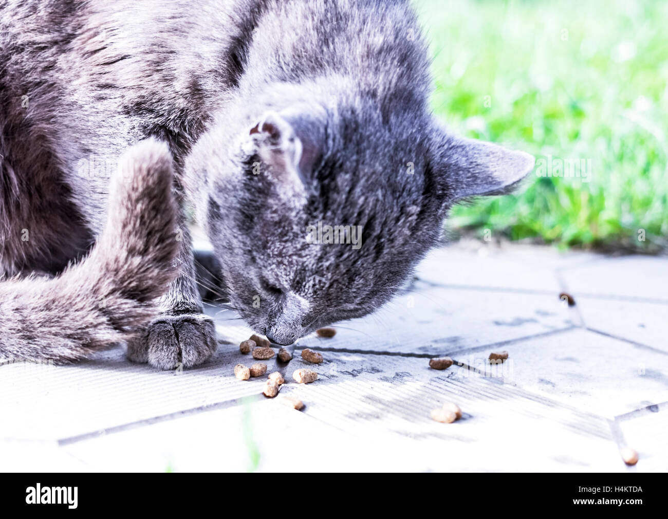 Hungrige Obdachlose graue Katze essen Stockfoto