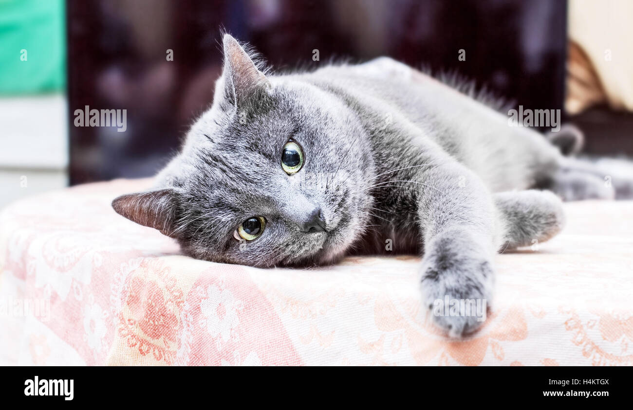 Schöne Erwachsene Grübeln graue Katze liegt auf Tisch Stockfoto