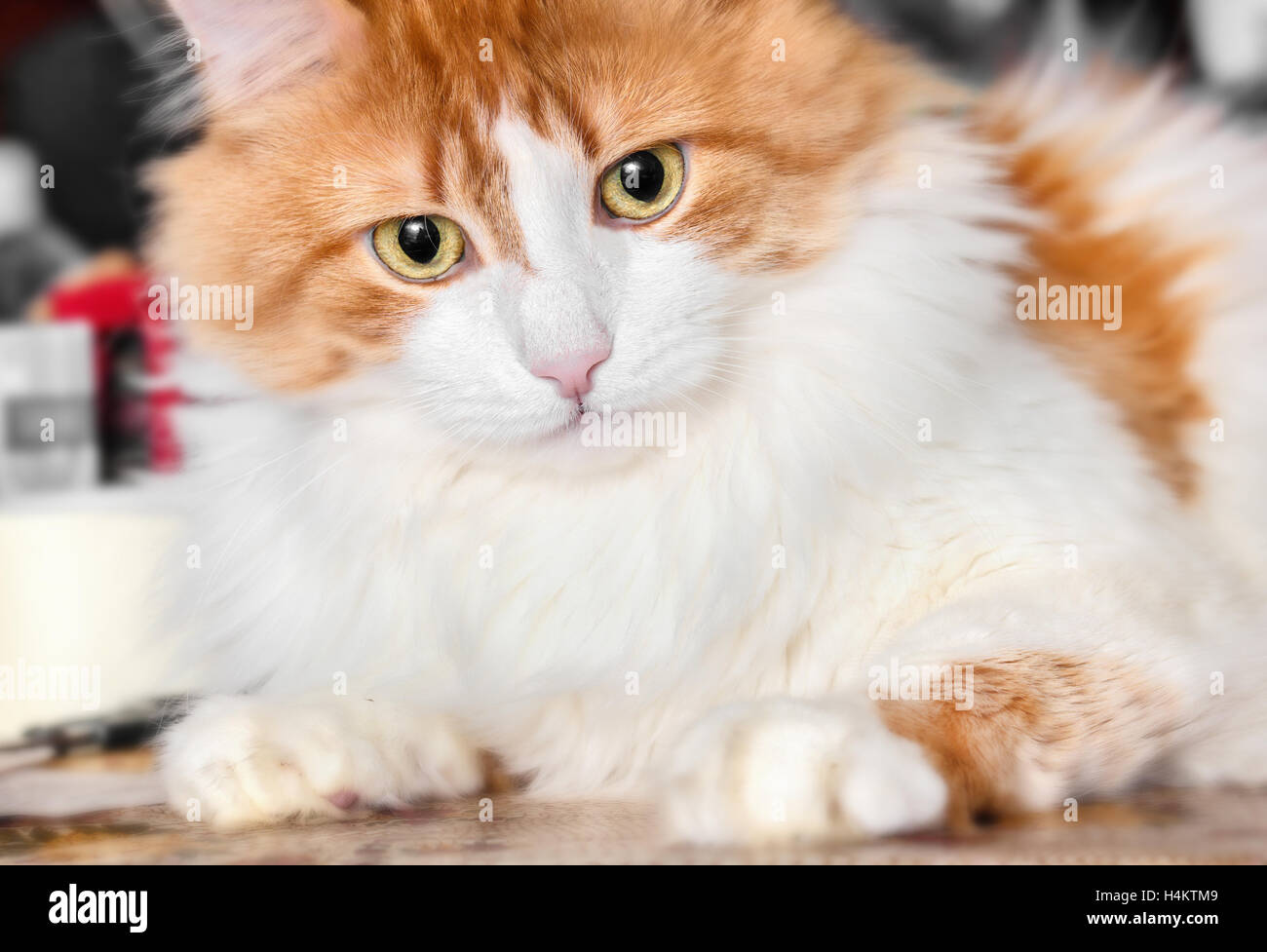 Porträt von schöne Erwachsene Fragen, rote Katze Stockfoto