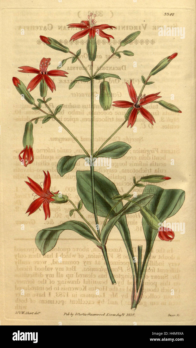Botanische Print- oder englischen Naturgeschichte Illustration von Joseph Swan 1796-1872, britischer Kupferstecher Stockfoto