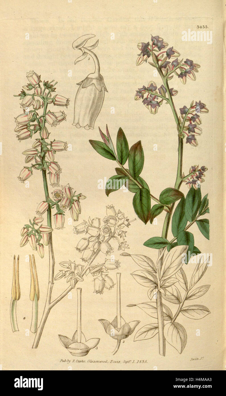Botanische Print- oder englischen Naturgeschichte Illustration von Joseph Swan 1796-1872, britischer Kupferstecher Stockfoto