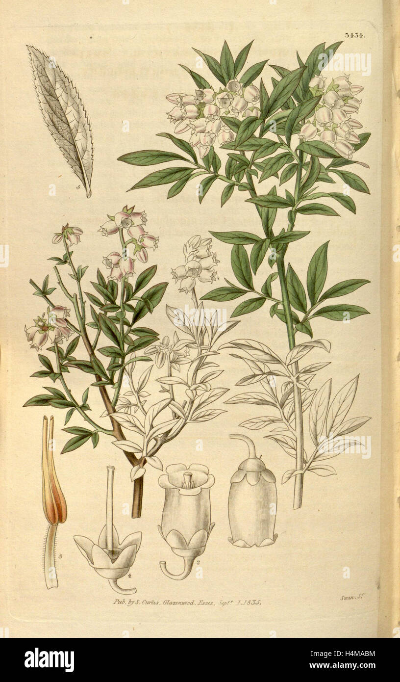 Botanische Print- oder englischen Naturgeschichte Illustration von Joseph Swan 1796-1872, britischer Kupferstecher Stockfoto