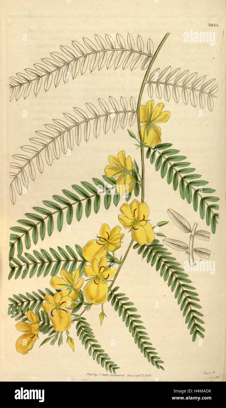 Botanische Print- oder englischen Naturgeschichte Illustration von Joseph Swan 1796-1872, britischer Kupferstecher Stockfoto