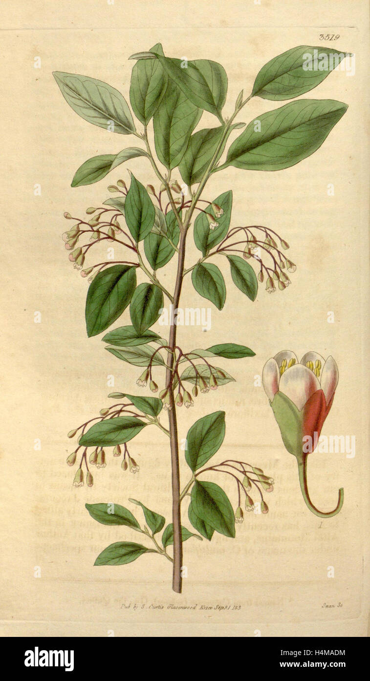 Botanische Print- oder englischen Naturgeschichte Illustration von Joseph Swan 1796-1872, britischer Kupferstecher Stockfoto