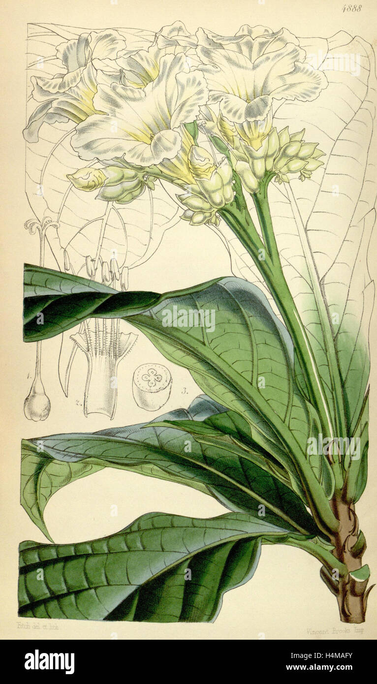 Botanische Druck von Walter Kapuze Fitch 1817 – 1892 war w.h. Fitch botanische Illustratorin und Künstlerin, geboren in Glasgow Stockfoto