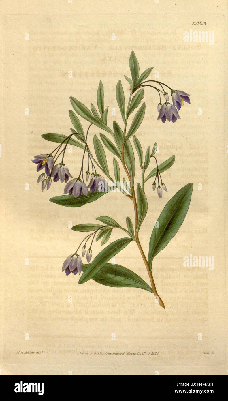 Botanische Print- oder englischen Naturgeschichte Illustration von Joseph Swan 1796-1872, britischer Kupferstecher Stockfoto