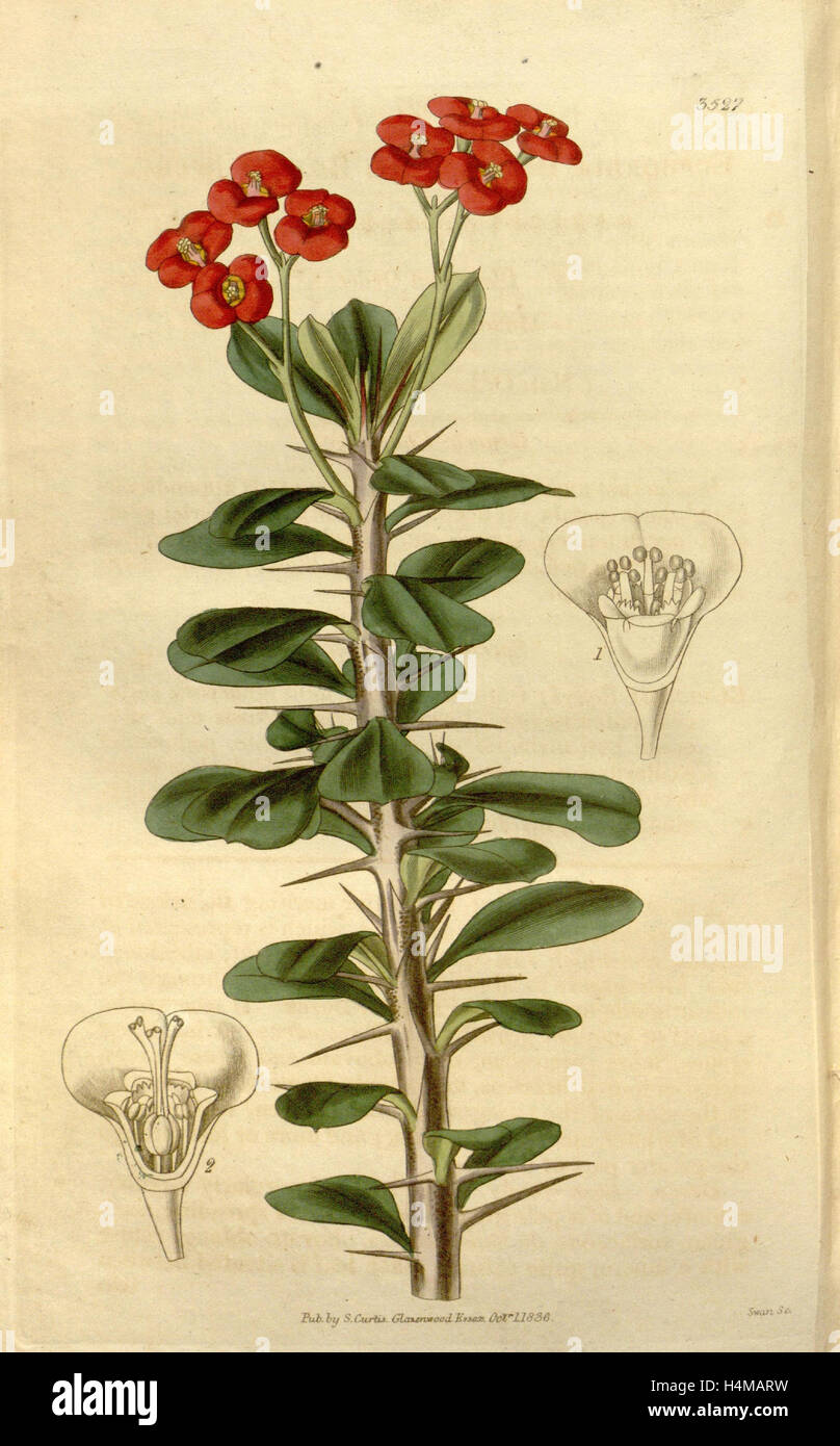 Botanische Print- oder englischen Naturgeschichte Illustration von Joseph Swan 1796-1872, britischer Kupferstecher Stockfoto