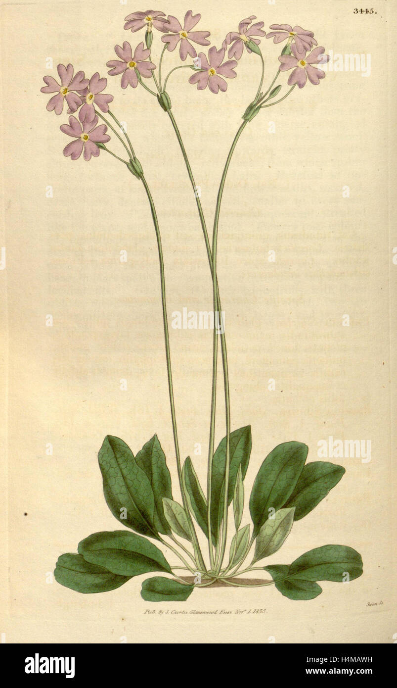 Botanische Print- oder englischen Naturgeschichte Illustration von Joseph Swan 1796-1872, britischer Kupferstecher Stockfoto