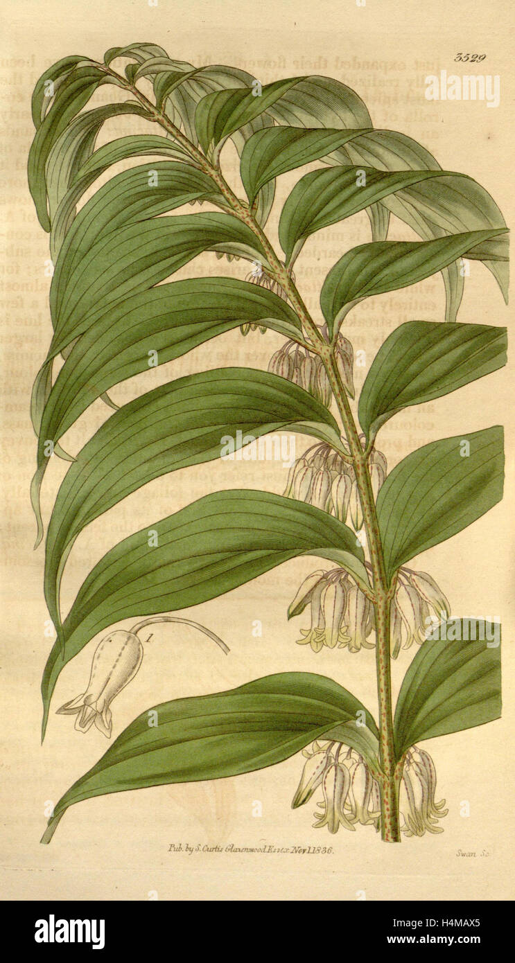 Botanische Print- oder englischen Naturgeschichte Illustration von Joseph Swan 1796-1872, britischer Kupferstecher Stockfoto