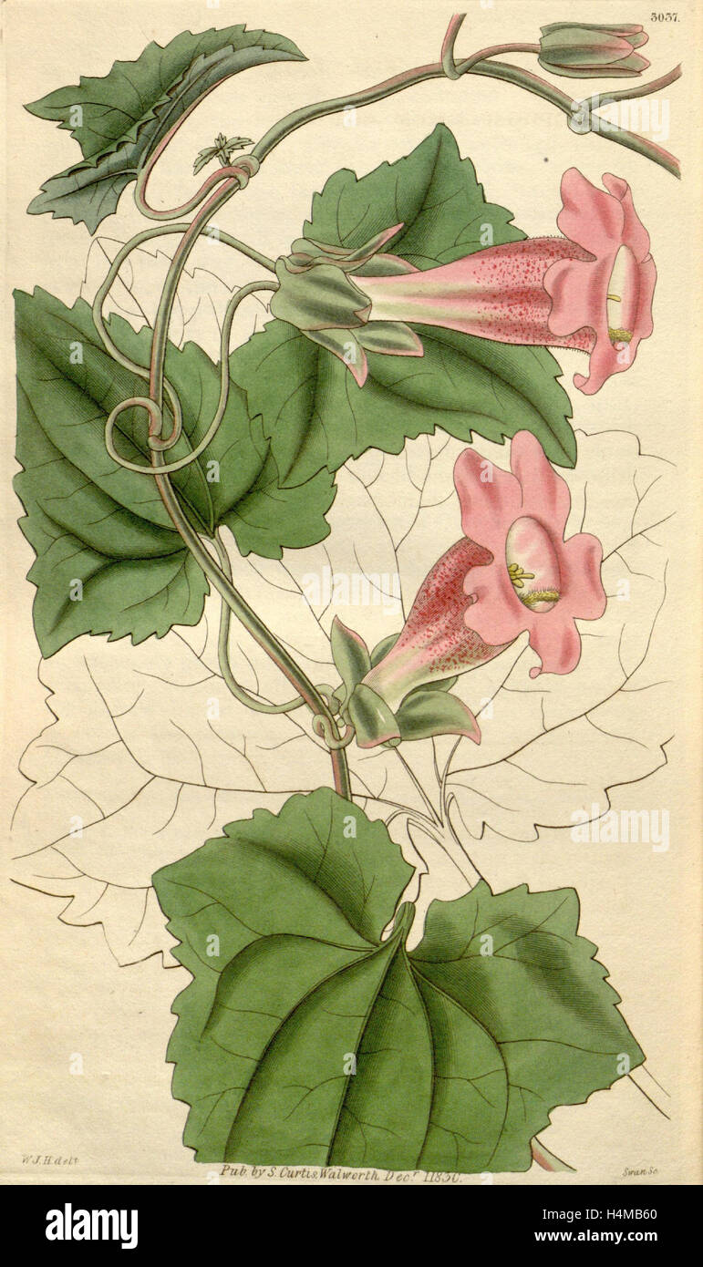 Botanischen Drucken von Sir William Jackson Hooker, FRS, 1785-1865, englische Botanischer illustrator Stockfoto