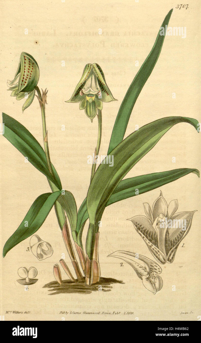 Botanische Print- oder englischen Naturgeschichte Illustration von Joseph Swan 1796-1872, britischer Kupferstecher Stockfoto
