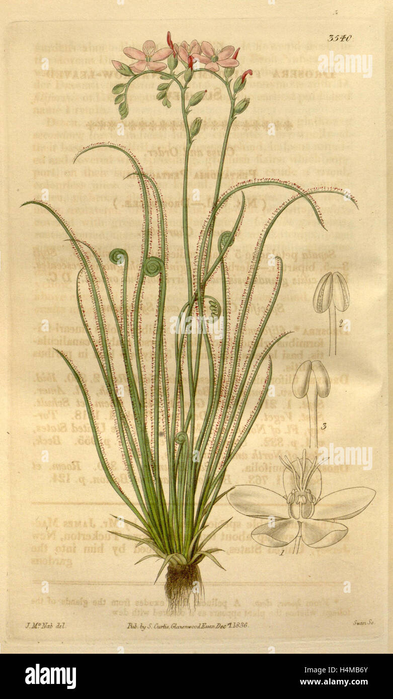 Botanische Print- oder englischen Naturgeschichte Illustration von Joseph Swan 1796-1872, britischer Kupferstecher Stockfoto