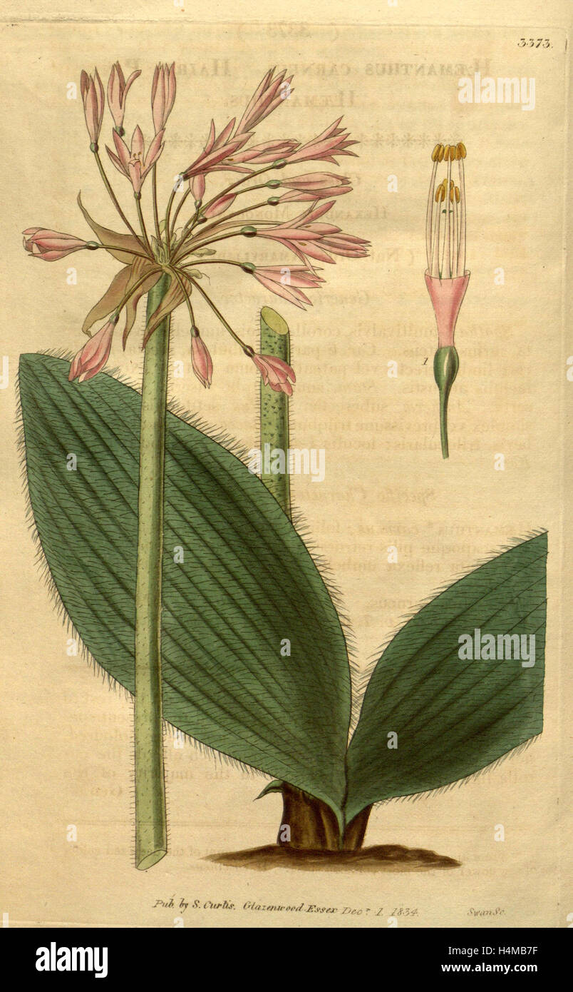 Botanische Print- oder englischen Naturgeschichte Illustration von Joseph Swan 1796-1872, britischer Kupferstecher Stockfoto