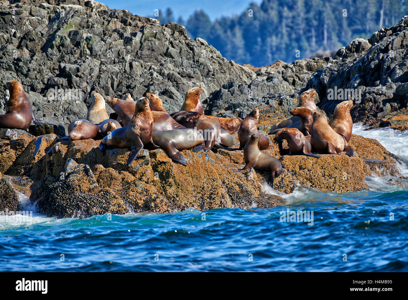 Kolonie von Steller Seelöwen, Eumetopias Jubatus, Ucluelet, Vancouver Island, British Columbia, Kanada Stockfoto