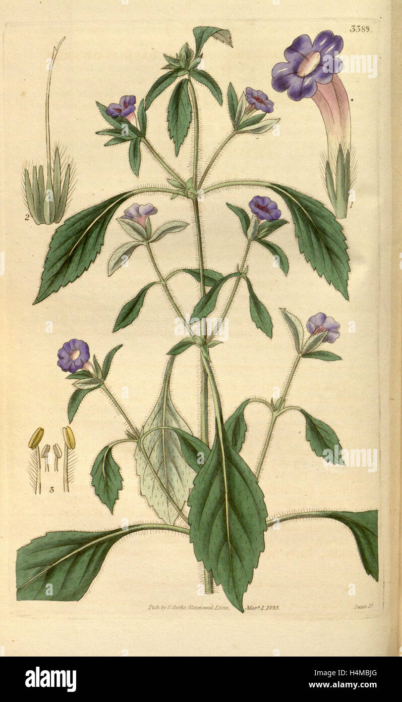 Botanische Print- oder englischen Naturgeschichte Illustration von Joseph Swan 1796-1872, britischer Kupferstecher Stockfoto
