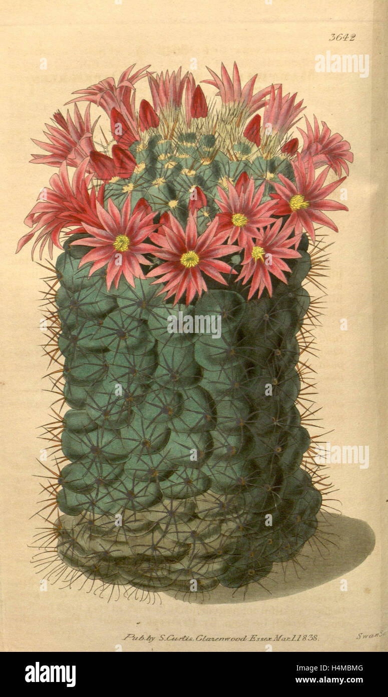 Botanische Print- oder englischen Naturgeschichte Illustration von Joseph Swan 1796-1872, britischer Kupferstecher Stockfoto