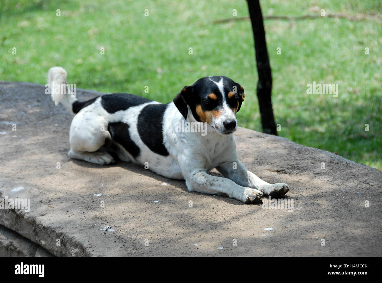Schwarz weiß getupft Jack Russel entspannend, Südafrika Schwarz weiß getupft Jack Russel entspannend, Südafrika