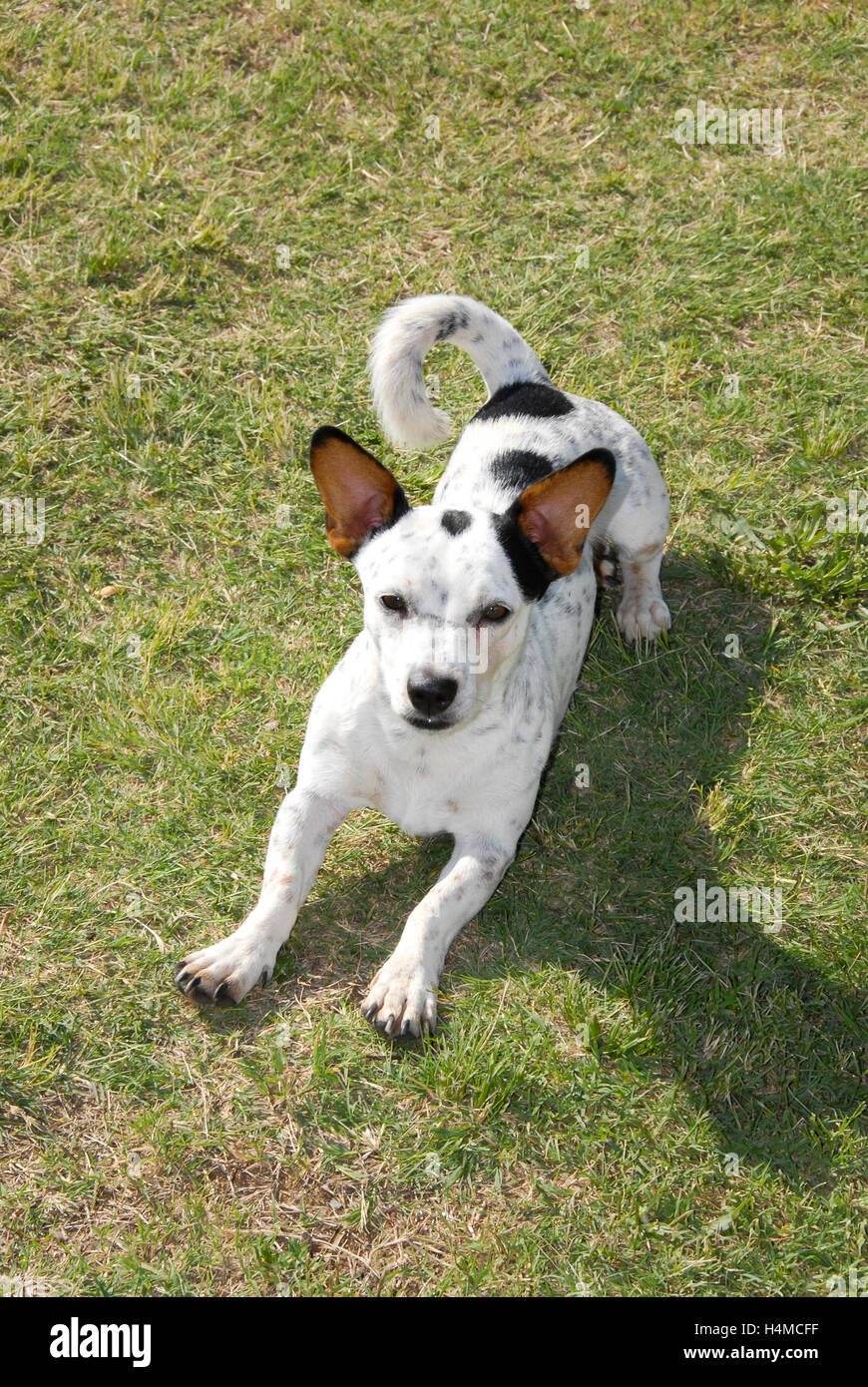 Schwarz weiß getupft Jack Russel erstreckt sich auf dem Schwarz weiß getupft Jack Russel entspannend, Südafrika