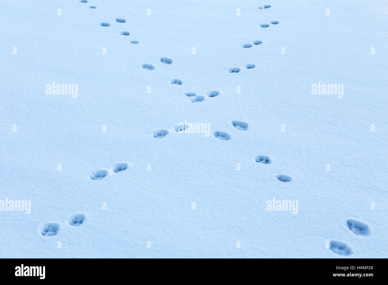 Tierische Fußspuren im Schnee überqueren Stockfoto
