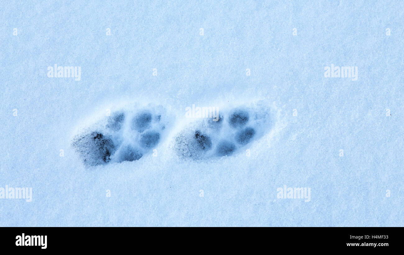 Zwei Katze oder Fuchs Fußspuren im Schnee Stockfoto