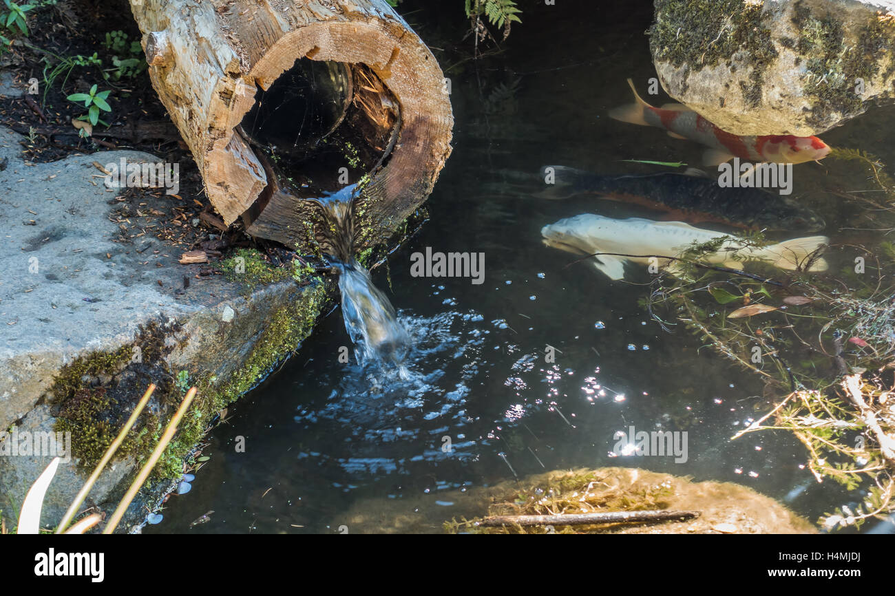 Wasser fließt durch eine hohle Log in einen Teich mit Koi-Karpfen. Stockfoto