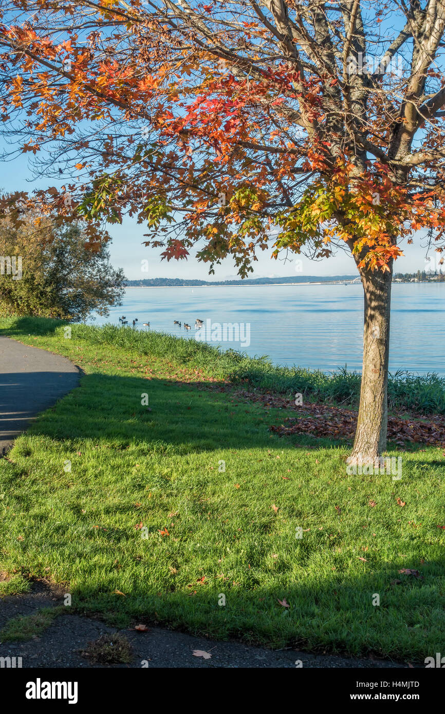 Kanadagänse sind nahe der Küste am Lake Washington bei Seattle im Herbst. Stockfoto