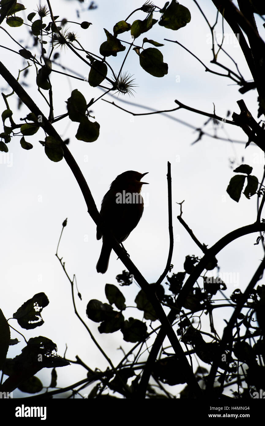 Erithacus Rubecula. Silhouette Robin singen in einem Busch Stockfoto