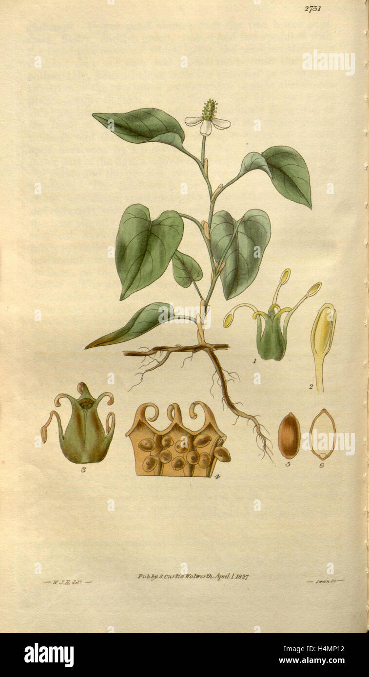 Botanischen Drucken von Sir William Jackson Hooker, FRS, 1785-1865, englische Botanischer illustrator Stockfoto