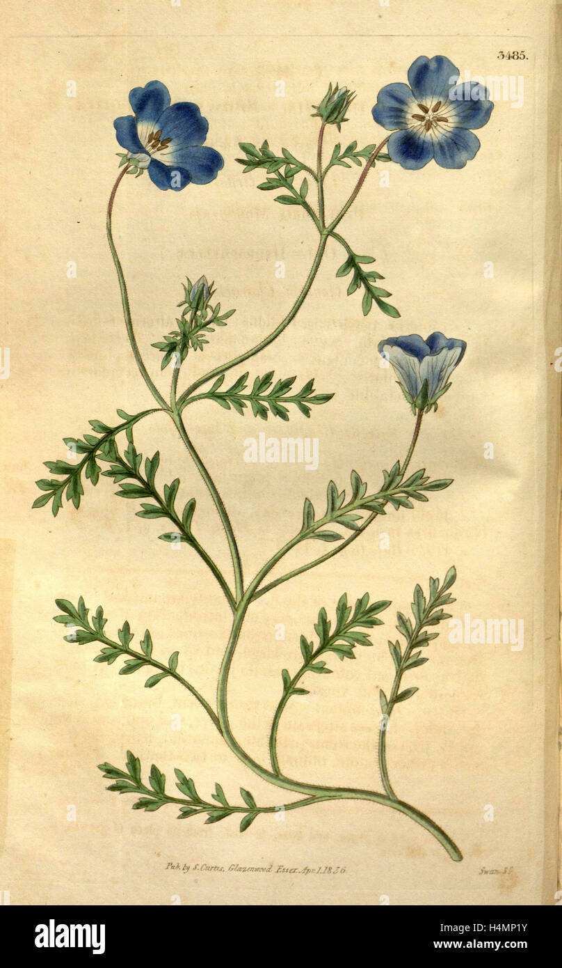 Botanische Print- oder englischen Naturgeschichte Illustration von Joseph Swan 1796-1872, britischer Kupferstecher Stockfoto