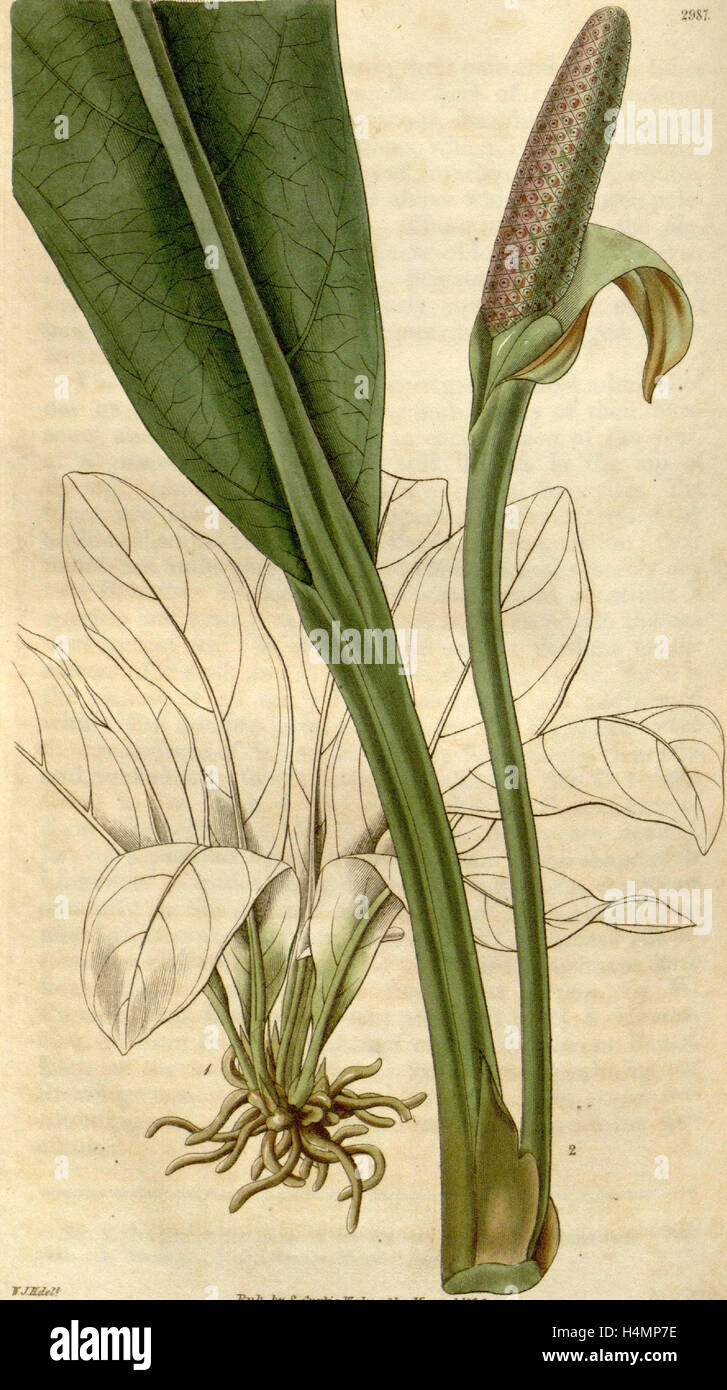 Botanischen Drucken von Sir William Jackson Hooker, FRS, 1785-1865, englische Botanischer illustrator Stockfoto