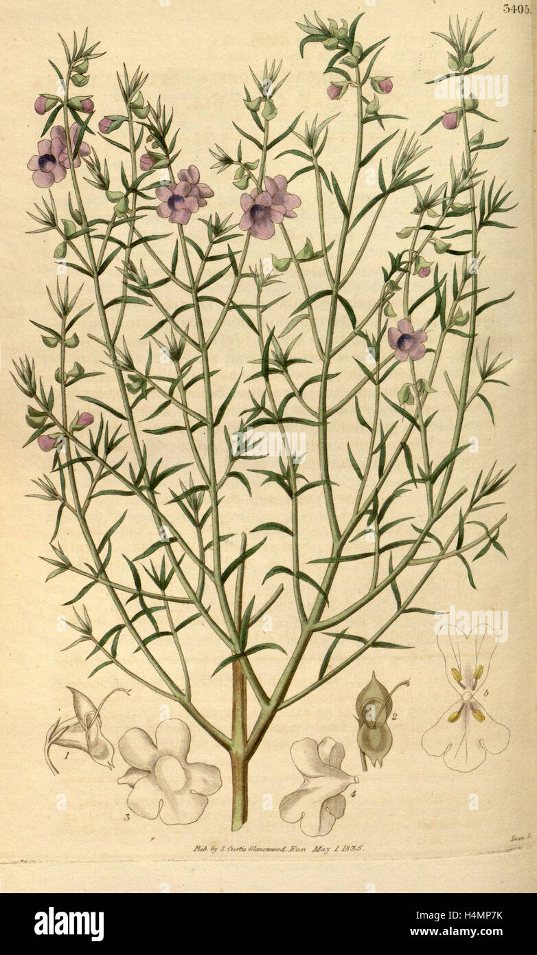 Botanische Print- oder englischen Naturgeschichte Illustration von Joseph Swan 1796-1872, britischer Kupferstecher Stockfoto